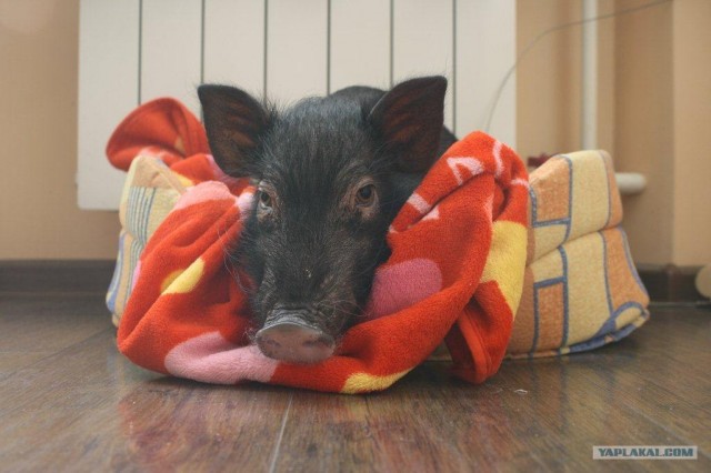 Разрешите представиться. Меня зовут Джоконда