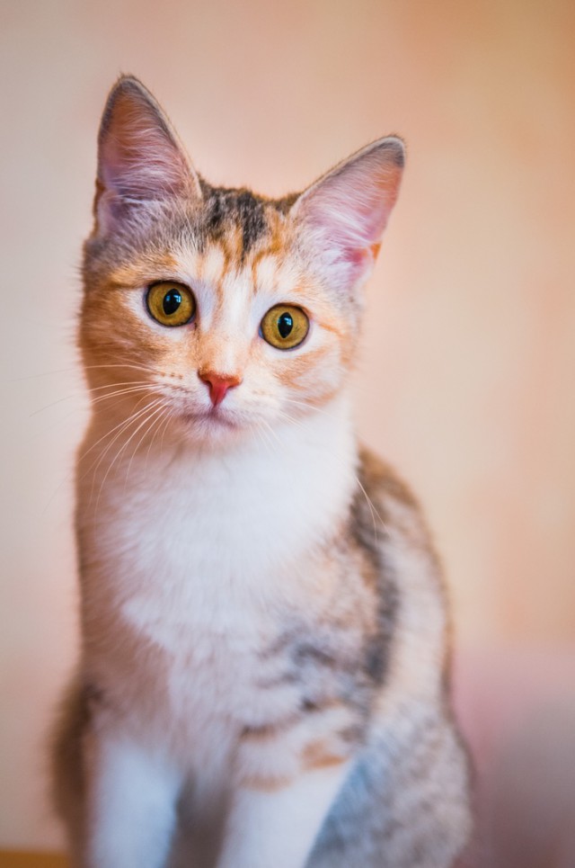Прикольных котов пост