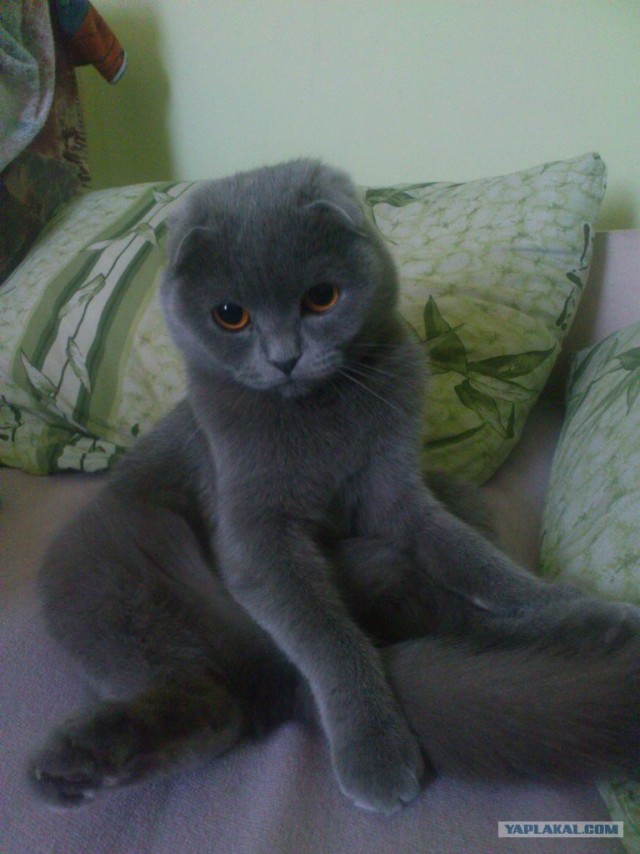 Котовторник 24.04.2012