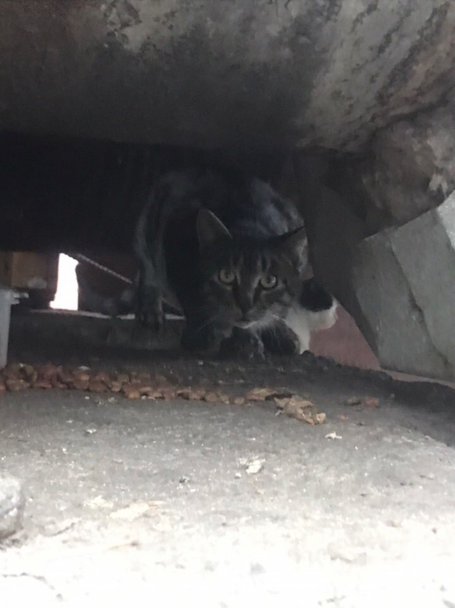 Прикольных котов пост