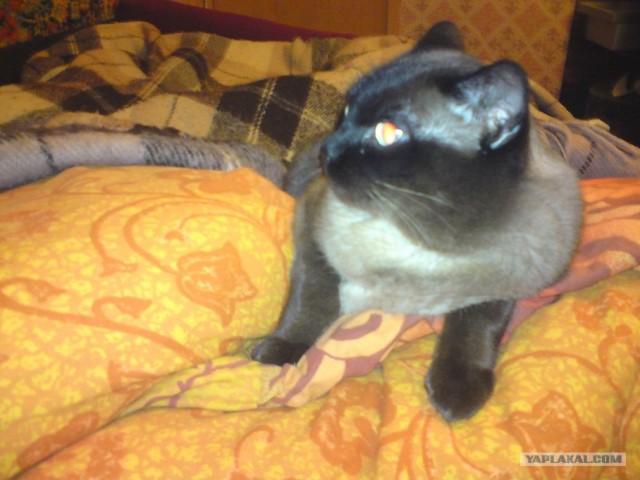 Котовторник  19.06.2012
