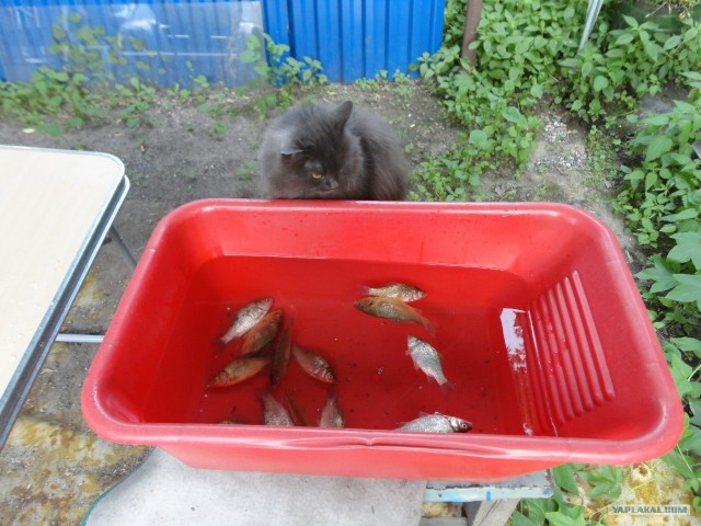 Котовторник  17.07.2012