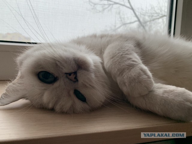 Котовторник 22.01.2019.