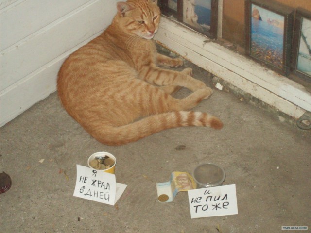 Котовторник  4.09.12
