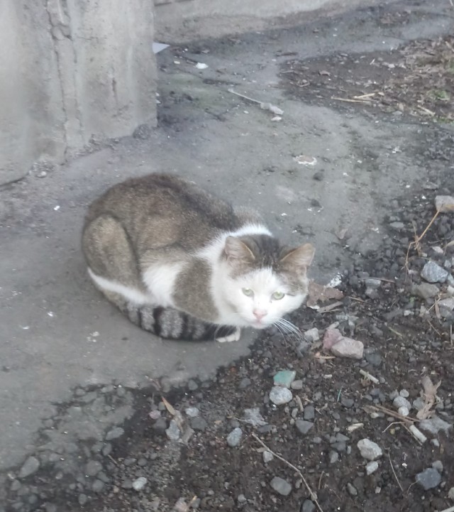 Забавные фото котеек