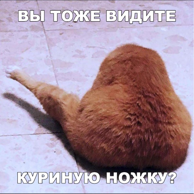 Забавные фото котеек