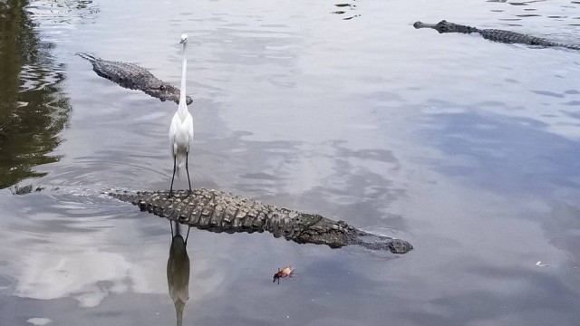 Живность из сети