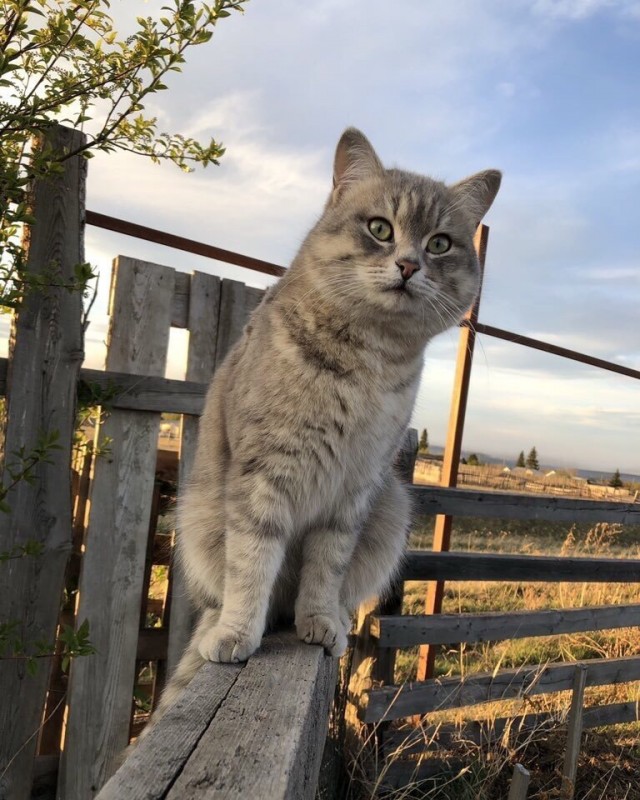 Забавные фото котеек
