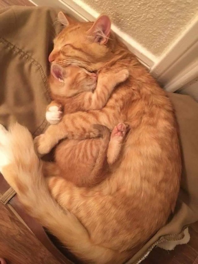 Забавные фото котеек