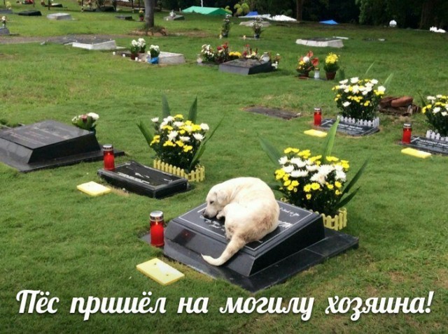 Так себе картинки #11