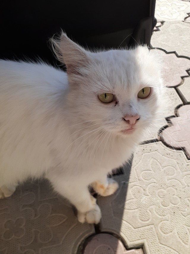 Котовторник
