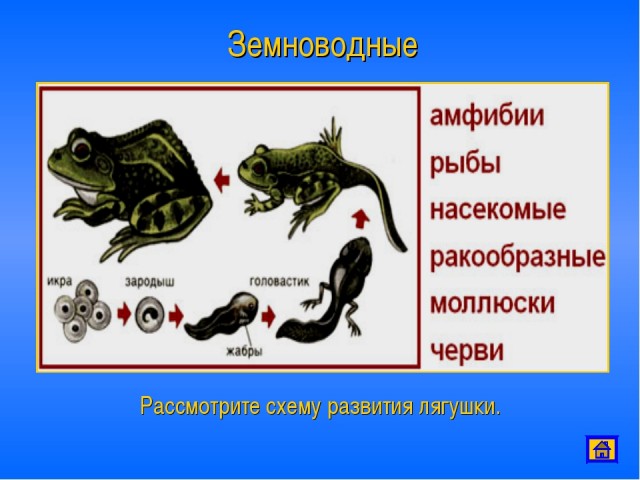 Щука