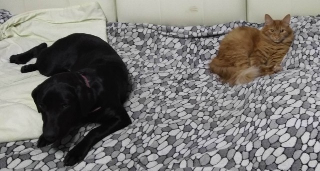 Доброты и милоты вам в ленту