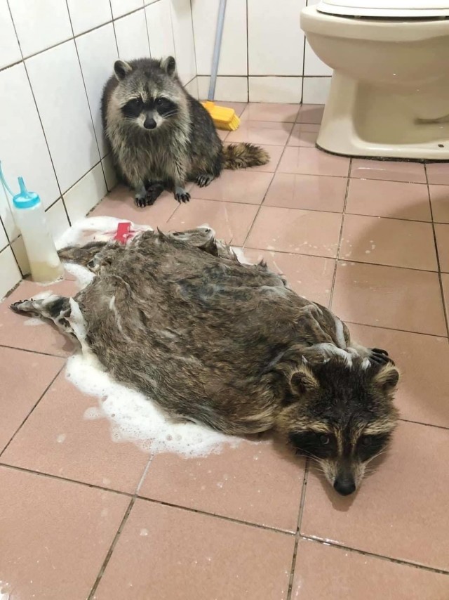 Эти забавные животные
