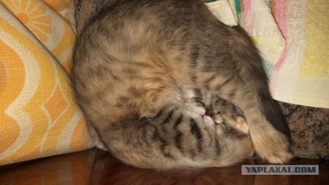 Котовторник. Добавляйте своих