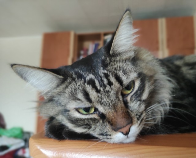 Котовторник!