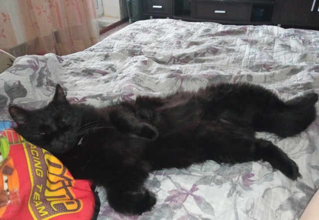 Котовторник!