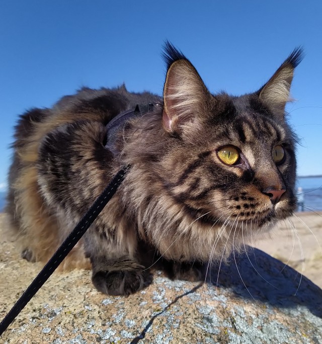 Даешь котовторник!