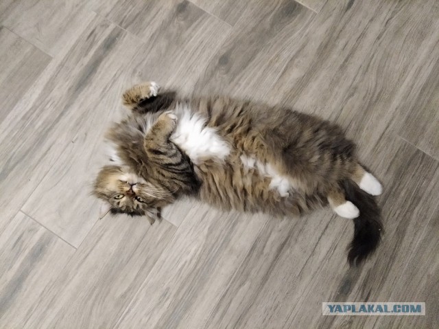 Даешь котовторник!