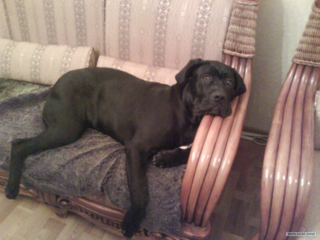 Собака - уколов бояка