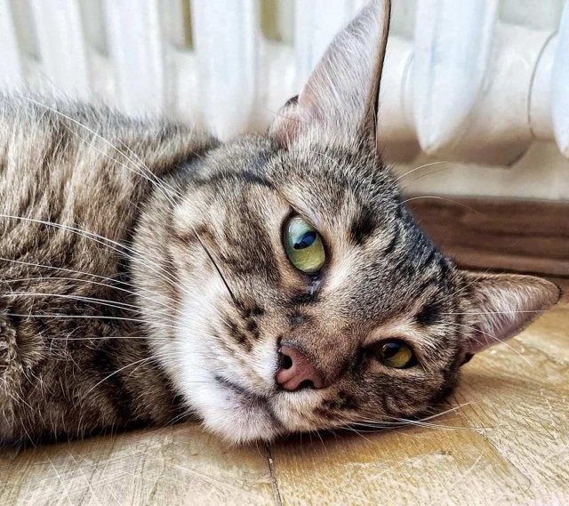 Разные котики