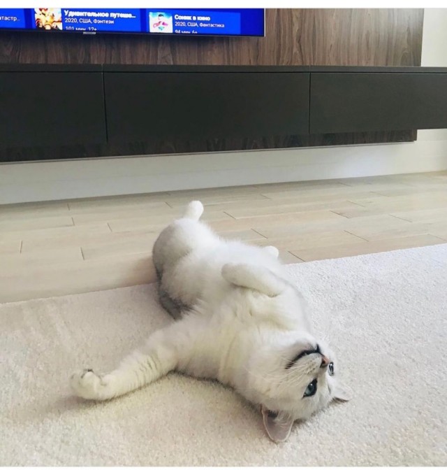 Котовторник 14.09.2021