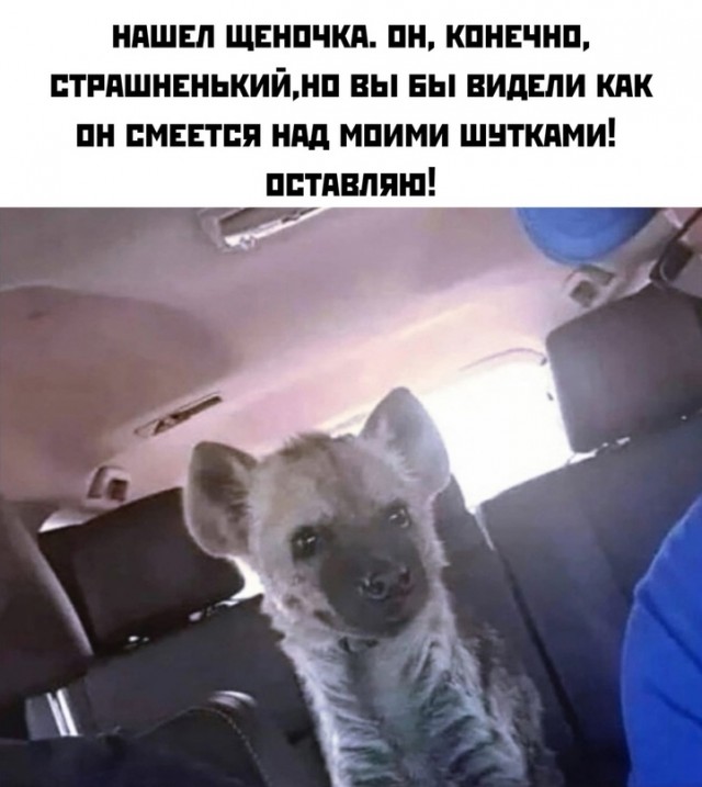 Весёлый полтишок 25.10