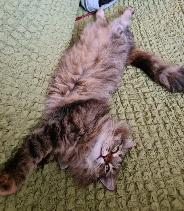 Вы, что спите? Вставайте, котовторник же!
