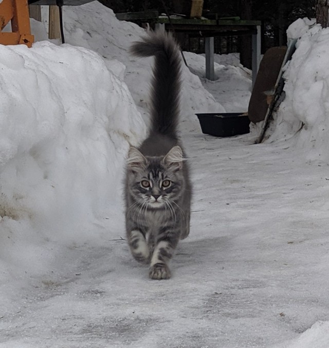 Котовторнику посвящается