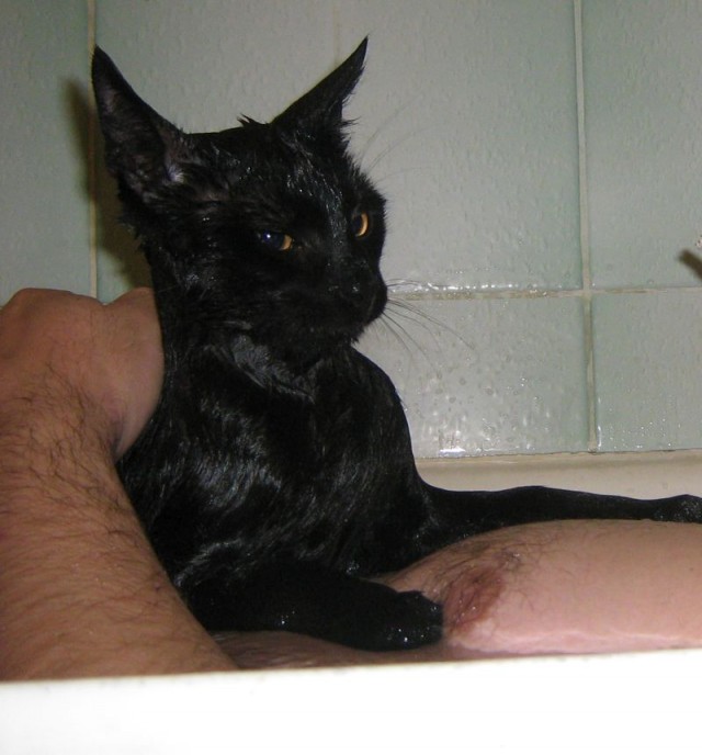 Мыть кота