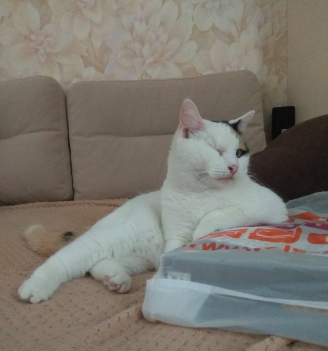 Они для нас - страница в жизни... Котовторник.