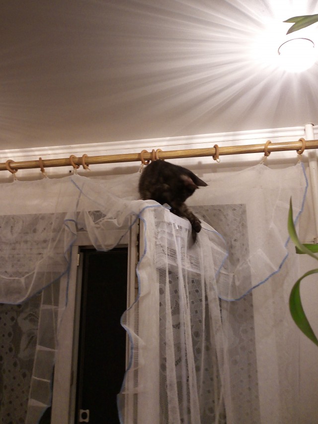 Новый раб