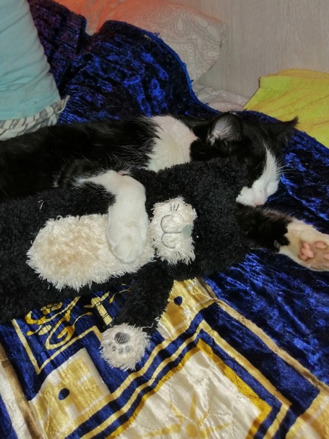 Вторник, ваши коты и кошки в студию