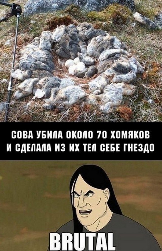 Баянистых и не очень картинок
