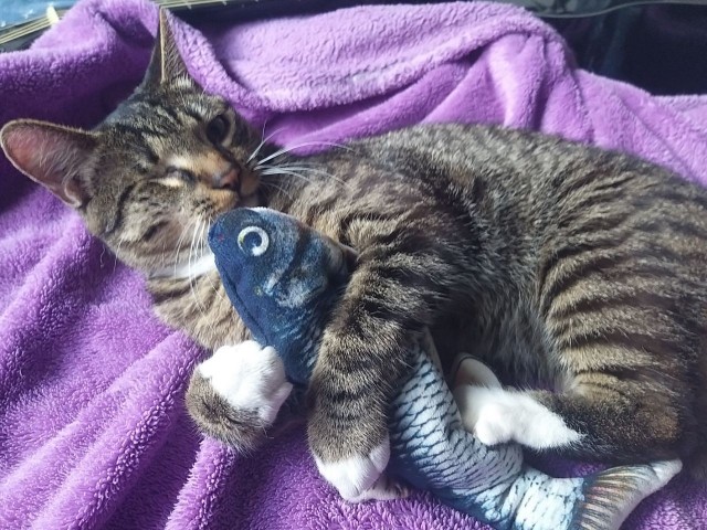 Его зовут Кот