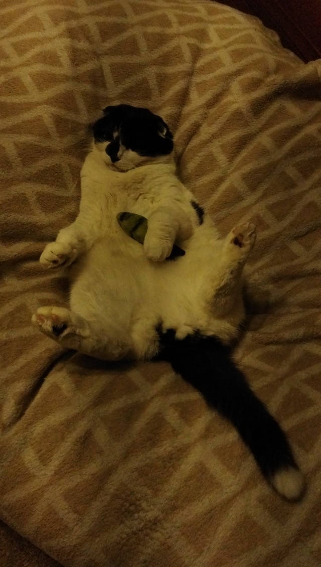 Коточетверг!