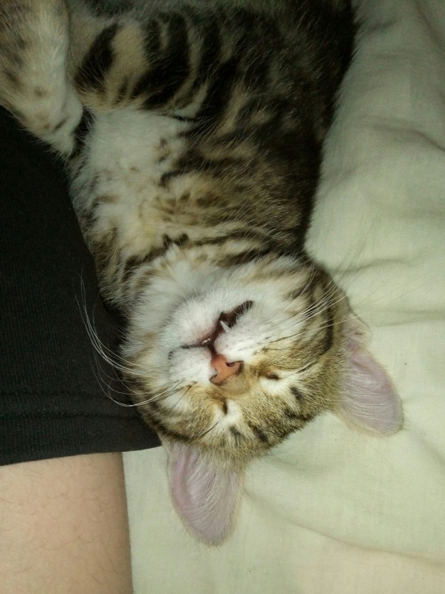 Коточетверг!