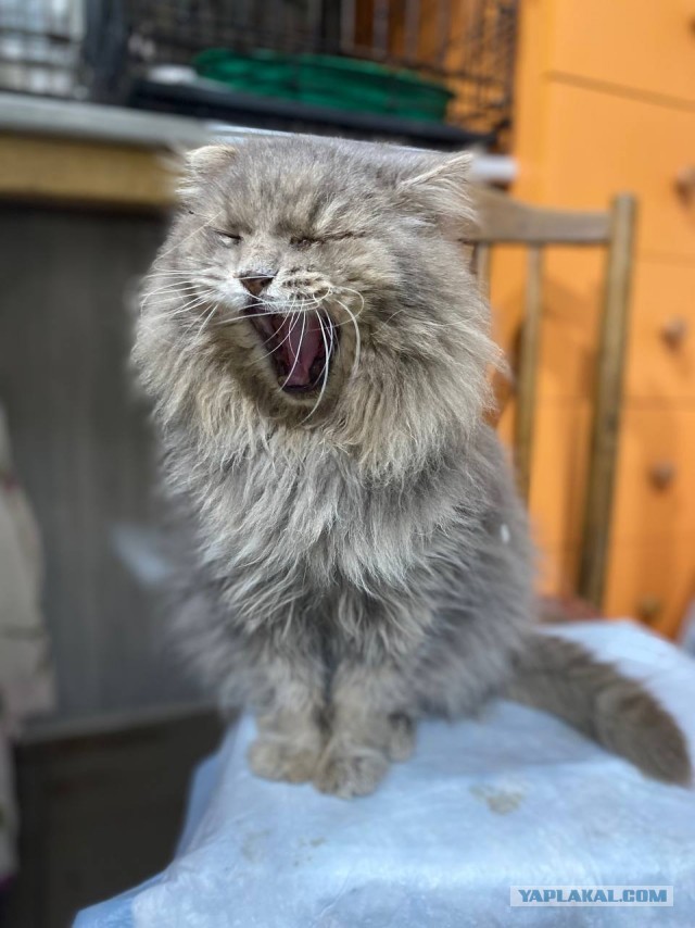 Без кота жизнь не та