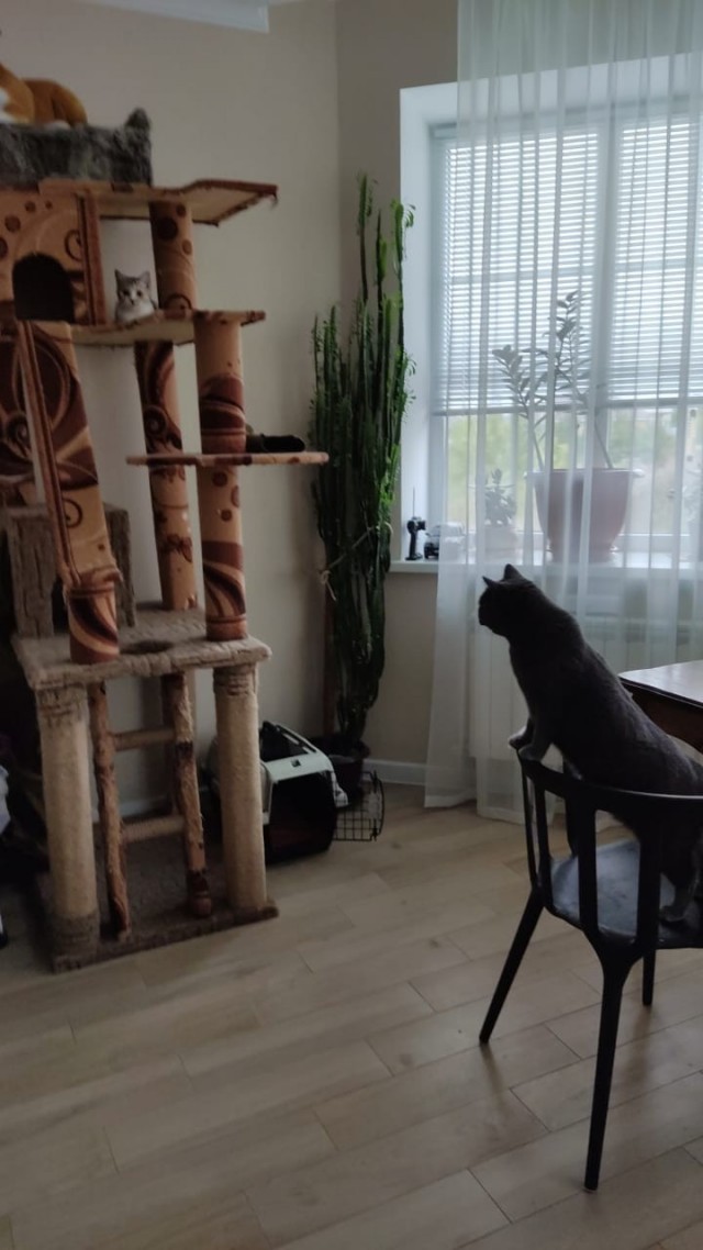 Котовторнику посвящается