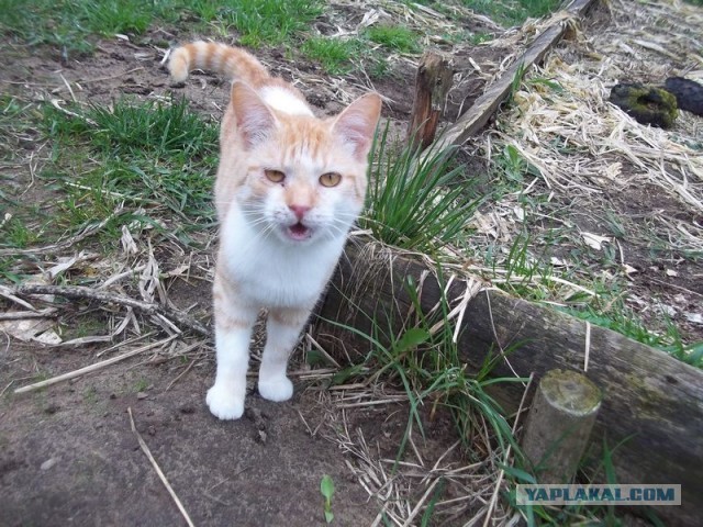 Жизнь домашнего приюта для котеек 442