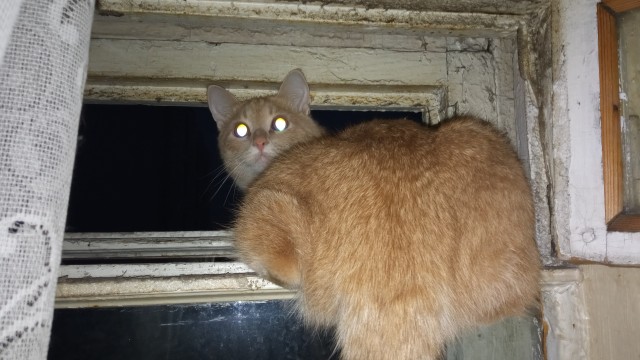 Без кота жизнь не та ...