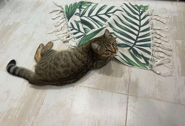 Котовторник. Моему мультяшке 1 год