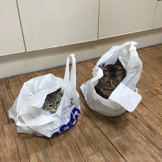 Котовторник Рыжих