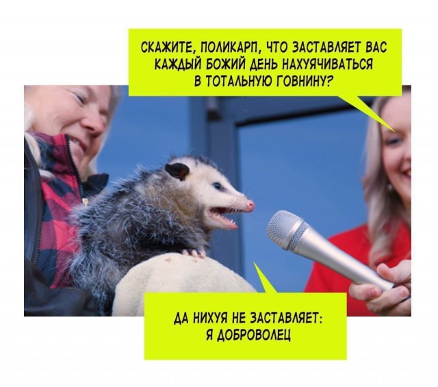 Маленький, смешной, но очень уверенный в себе опоссум стал главным героем матча по американскому футболу