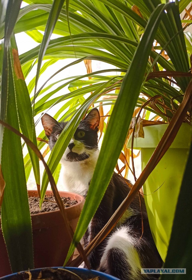Кошка Вася.