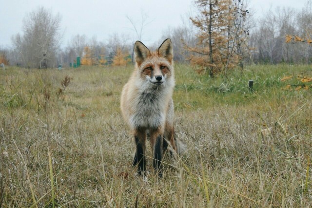 Жизнь домашнего приюта для котеек 473