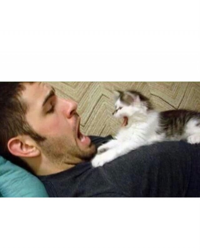 Кот дня