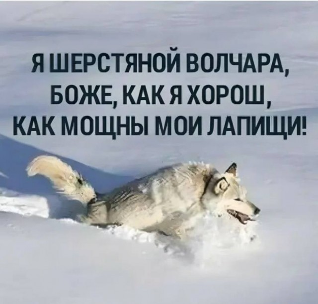 К собакочетвергу