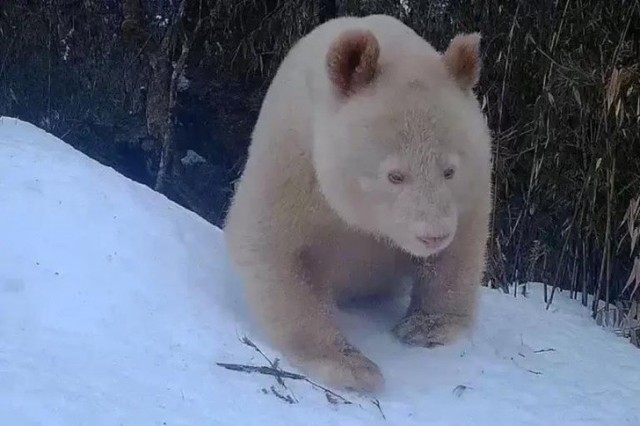 Панда без макияжа