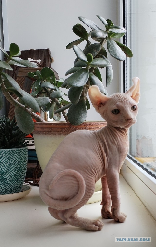 Жизнь с котом в одной картинке